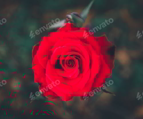 Preview: Roses flowers bloom in summer in the garden roses. Beautiful roses flowers close up.