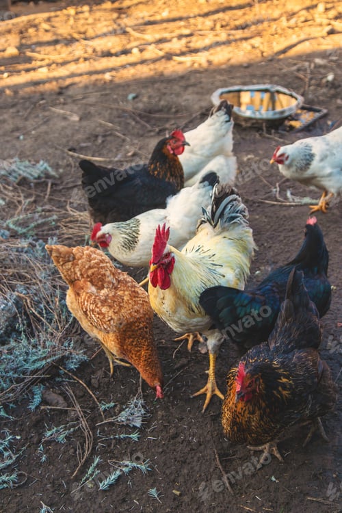 Preview: Chickens and a rooster in a henhouse. Selective focus.