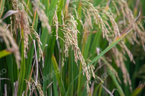 Preview: Rice plants ready for harvest.