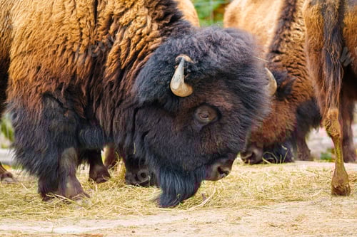 Preview: Majestic Bison Grazing on Dry Grass - Detailed Close-up Wildlife Photography