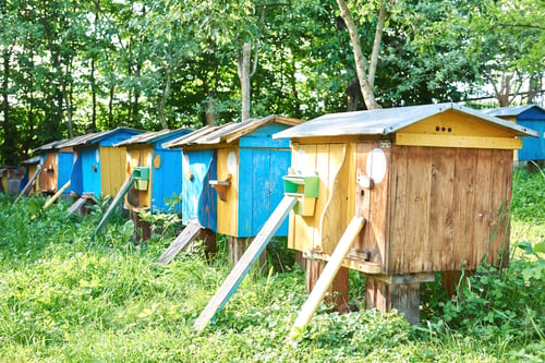 Preview: Beehives in an apiary outdoors