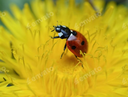 Preview: Closeup of a ladybug on a yellow dandelion, natural background, nature, spring.
