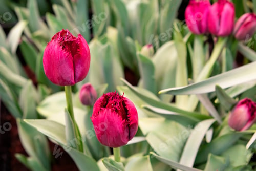 Preview: Red tulips flowers in the garden