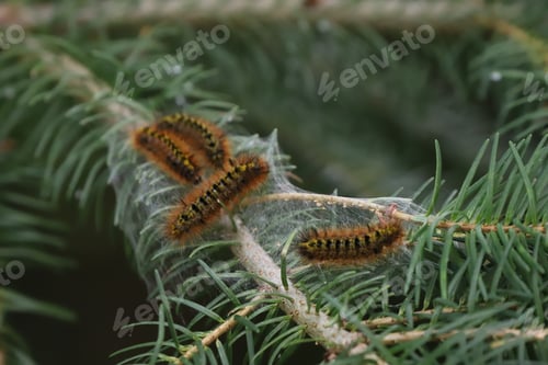 Preview: Caterpillars on a branch of pine tree
