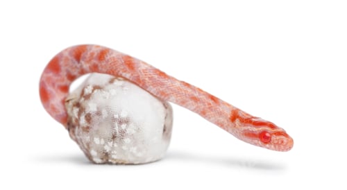 Preview: Corn snake hatching, Pantherophis guttatus guttatus, also know as red rat snake