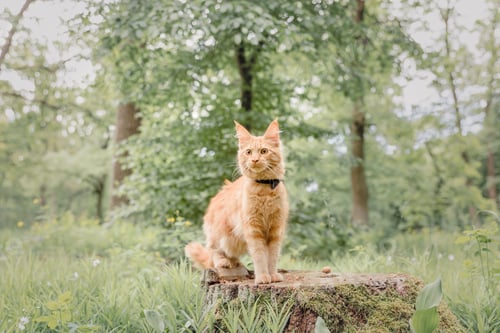 Preview: Ginger tabby maine coon cat outdoor. Domestic cat on a walk. Cute kitten outdoor