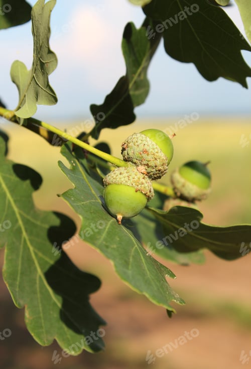 Preview: Close-up green unripe acorns on an oak twig