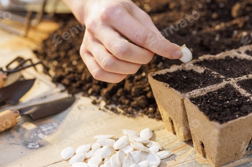Preview: Closeup hand planting seeds in biodegradable seed tray with potting soil
