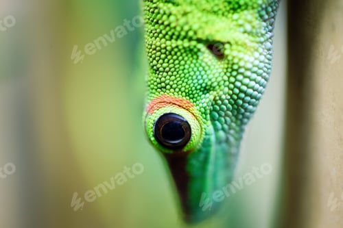 Preview: Close up green lizard eye