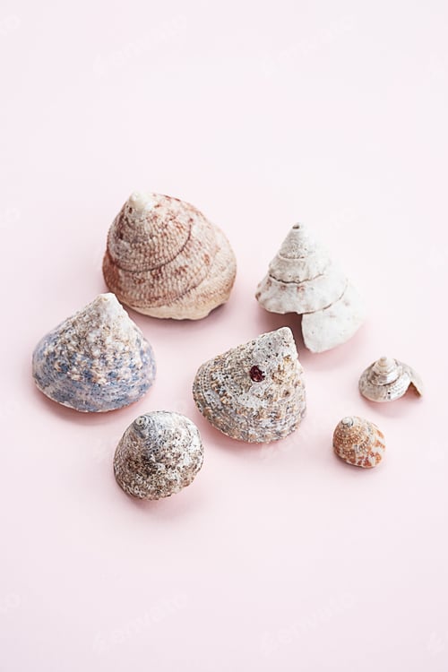Preview: Some seashells on pink.