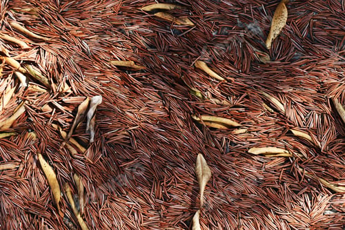 Preview: Dried leaves on the ground in the garden.