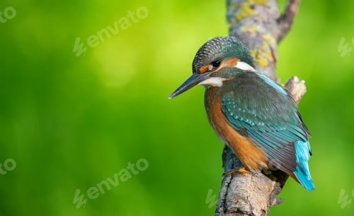 Preview: Сommon kingfisher, Alcedo atthis. The bird sits on a branch above the river, beautiful background