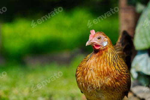 Preview: portrait of orange hen in nature. cute hen portrait over out of focus background