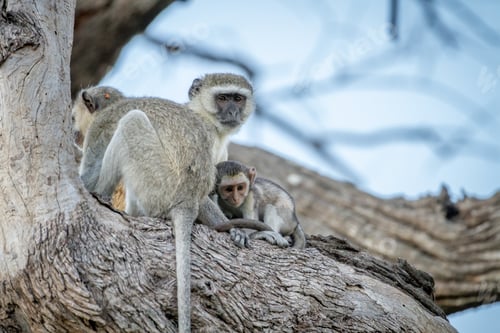 Preview: Family of Vervet monkeys sitting in a tree.