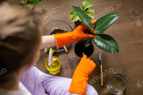Preview: Cute girl in rubber gloves plants a potted indoor flower