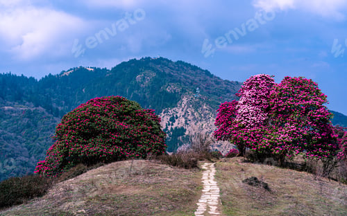 Preview: blossom rhododendron flower