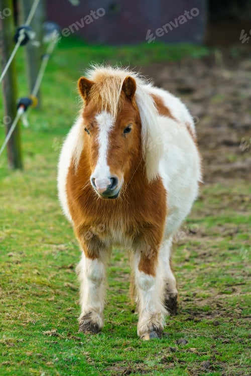 Preview: Little pony horse. A portrait of a lone Pony