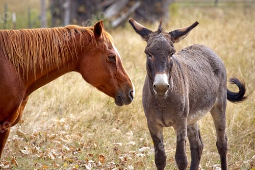 Preview: Donkey and horse together.