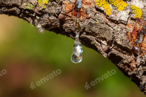 Preview: Mastic tree with mastic tears in Chios island, Greece.