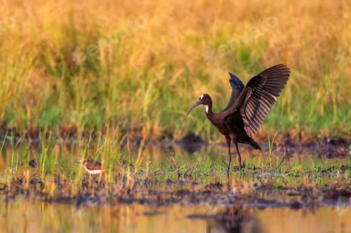Preview: Plegadis falcinellus or Glossy ibis in natural habitat