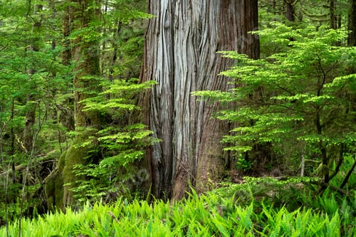 Preview: Western red cedar on the Cheewhat Giant Trail in Vancouver Island, BC, Canada
