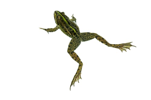 Preview: Common green frog isolated on white background. View from above