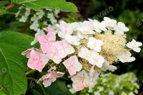 Preview: Oak Leaf Hydrangea Flowers - Photograph Of Pink And White Oak Leaf Hydrangea Flowers In The Early