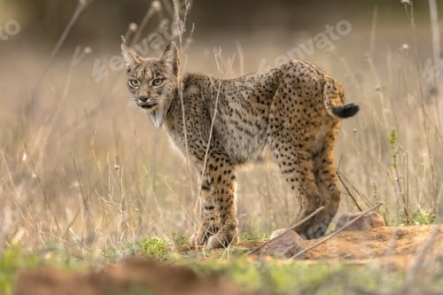 Preview: Iberian lynx on Bright Background