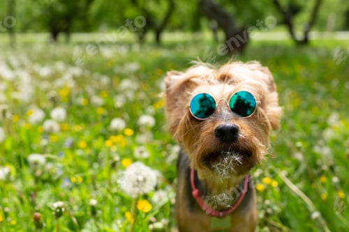 Preview: Yorkshire terrier dog wearing sunglasses in the grass