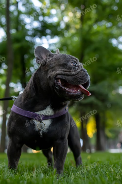 Preview: powerful dog french bulldog stands in the park with his tongue hanging out and looking to the side