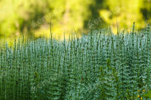 Preview: Closeup shot of green plants growing in the middle of the beautiful Gosh Lake, Armenia