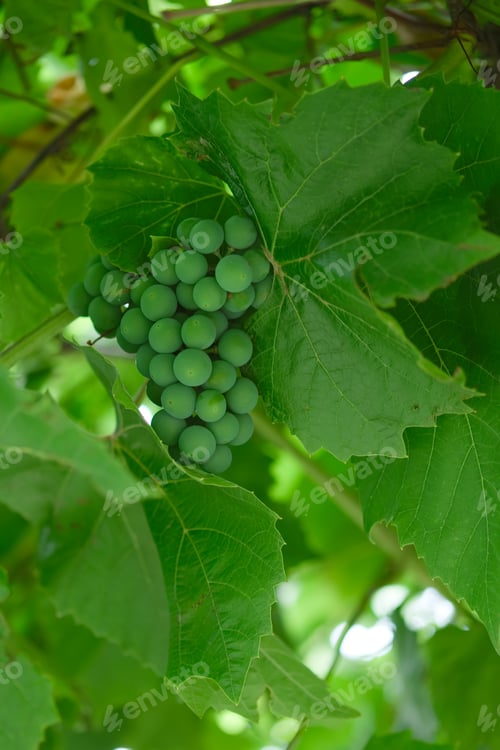 Preview: Bunch of unripe green grapes Isabella