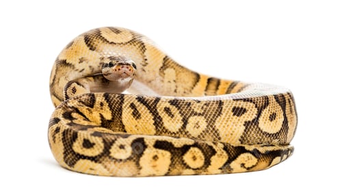 Vista previa: Pitón real, python regius, enrollado frente a un fondo blanco