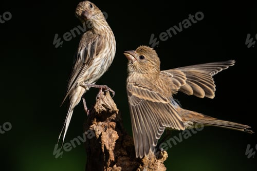 Preview: Juvenile House Finch