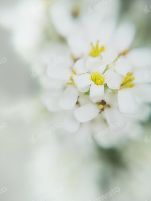 Preview: white tiny blossoms with yellow centre