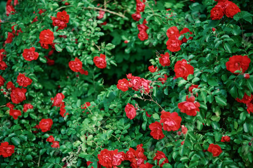Preview: Bushes of blooming bright red roses in the garden.
