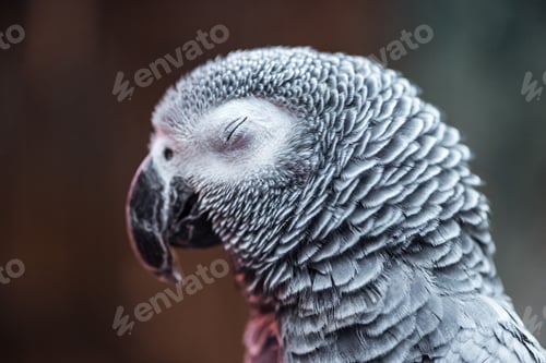 Preview: close up view of vivid grey exotic fluffy parrot with closed eye