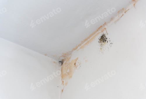 Preview: Black mold stains in corner of room. Mildew on white wall ready for renovation.