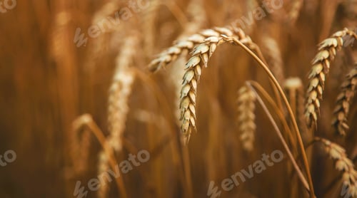 Preview: The wheat field is yellow in summer. Selective focus.