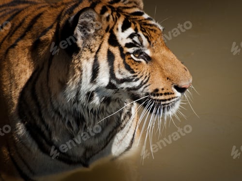Preview: Close Up of Tiger