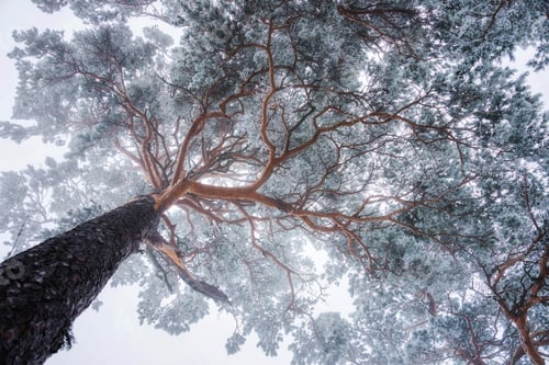 Preview: Look up in the winter forest