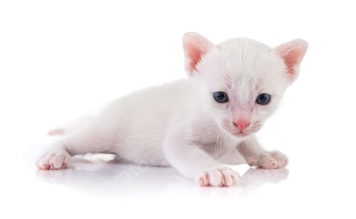 Vista previa: kittens on white backgrounds