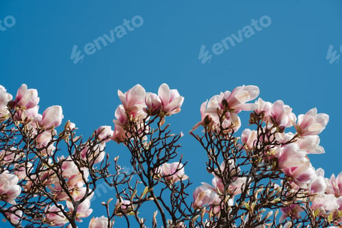 Preview: Beautiful Blooming Pink Magnolia Tree Against Sky