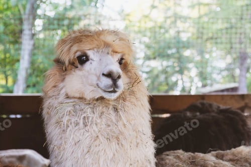 Preview: Alpaca.