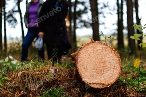 Preview: log of pine tree in autumn forest. Saw cur wood. Saw cut of a large pine tree. Nature wood outside,