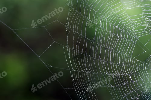 Preview: Spider's web