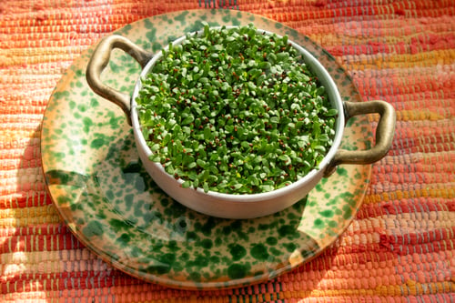 Preview: Chicory sprouts for a vegan setting