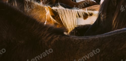 Preview: Loins and mane of many Icelandic horses together.