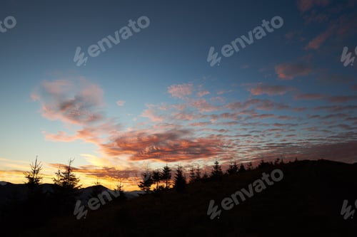 Preview: Row of silhouetted pine trees stands against vibrant sunset sky.