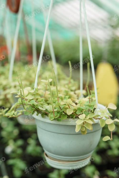 Preview: Greenhouse with a large variety of green plants. The concept of planting crops in spring.